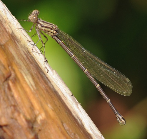 Female, immature
2011_06_25_Rabun Female, immature
2011_06_25_Rabun